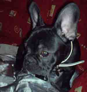 Bulldogge