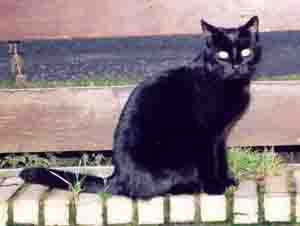 kitti