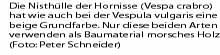 Text Hornisse3