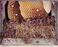 Bienenwaben