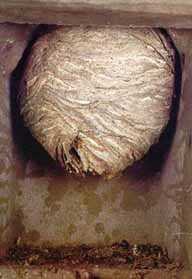 Nest "Sächsische Wespe"