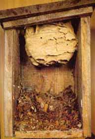 Hornissennest