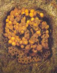 Hummelnest