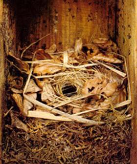 Haselmausnest