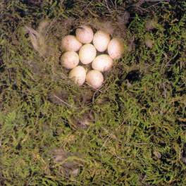 Nesttannenmeise
