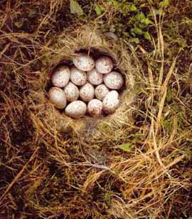 NestBlaumeise