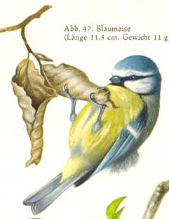 Blau