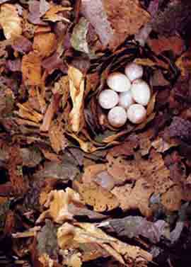 Kleibernest