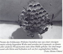 Feldwespe
