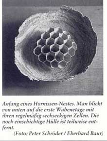 Anfang Hornissennest
