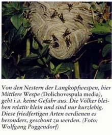 Langkopfwespe