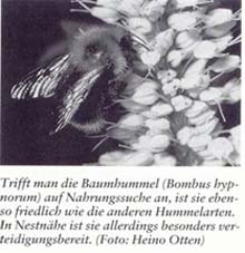 Hummel